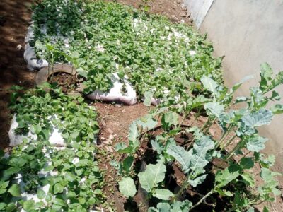 kitchen garden set up